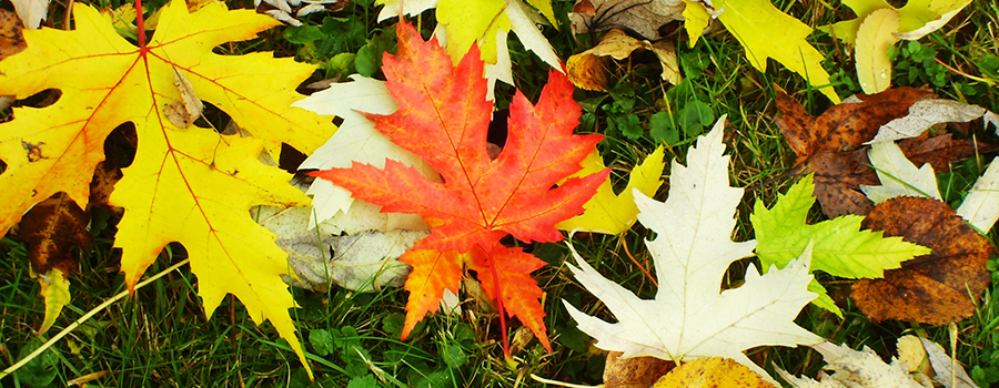 Herbstblätter quer
