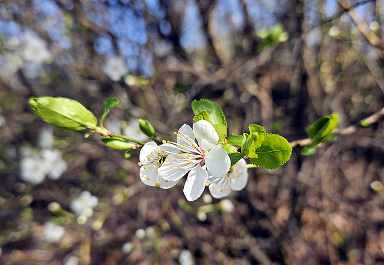 Frühlingsblüte